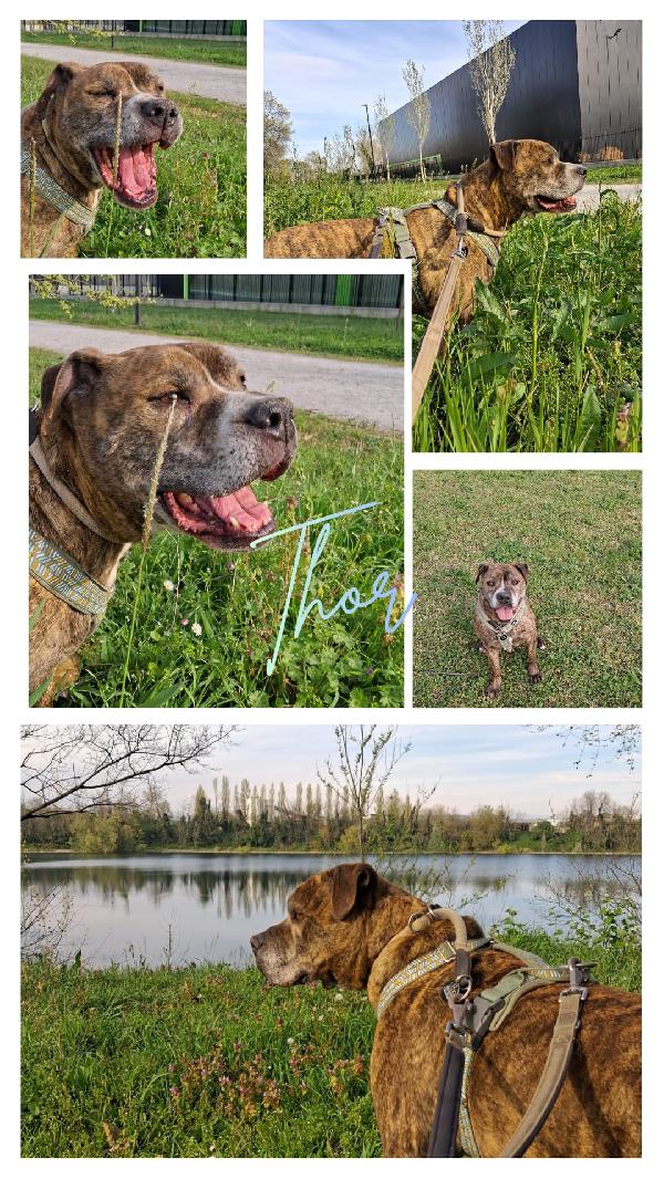 THOR GENTILE PIT BULL Foto 5